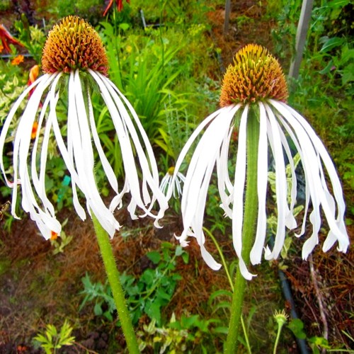 Echinacea pallida 'Hula Dancer' - Kahkjas siilkübar 'Hula Dancer' P9/0,55L